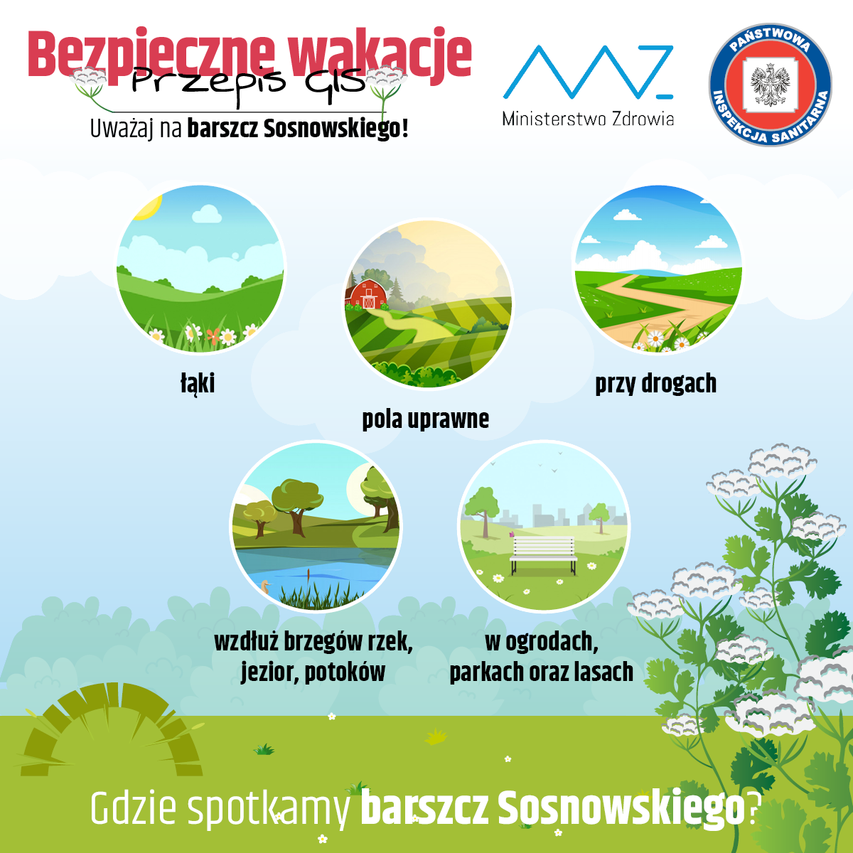 Bezpieczne wakacje Barszcz sosonowskiego2